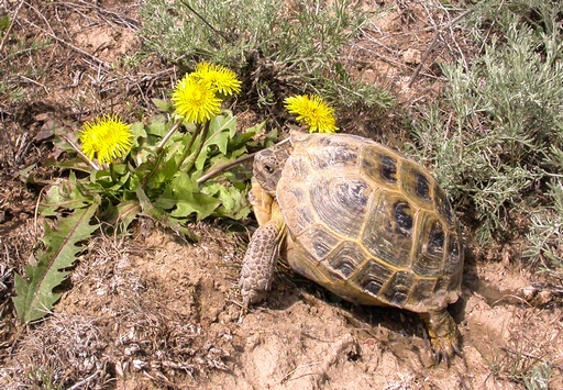 Agrionemys horsfieldii – Среднеазиатская черепаха